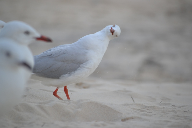 Seagull with attitude