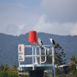 These birds have the nickname of the Whitsunday Penguins