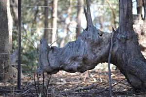 Rhino tree 