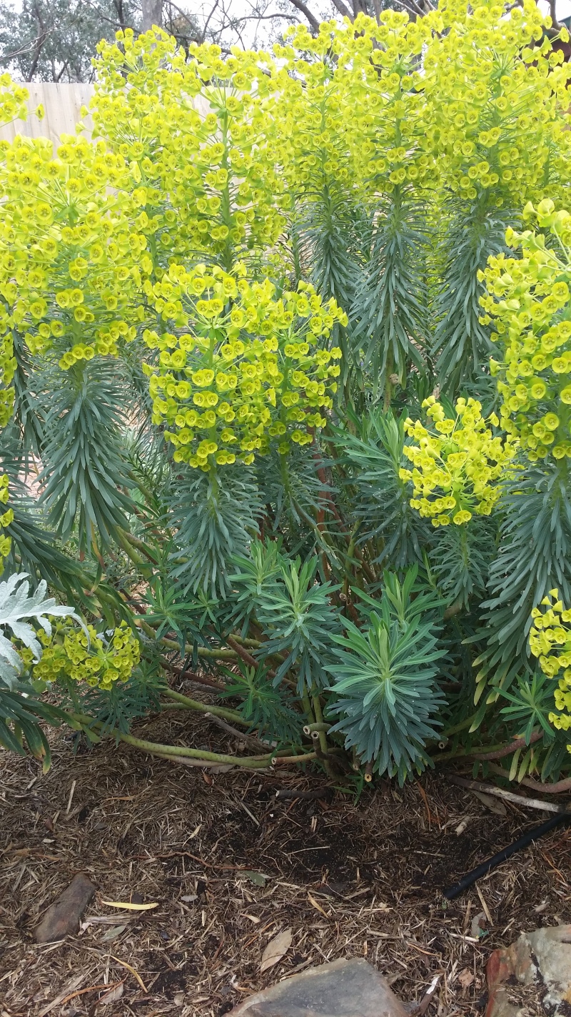 The beautiful but deadly Euphorbia..the sap is what is used in poison darts! when the centres get little pods they pop out and you wonder what the noise is..but they shoot up everywhere..so I have been pulling them out even in the backyard..nature makes sure she finds a way to procreate!