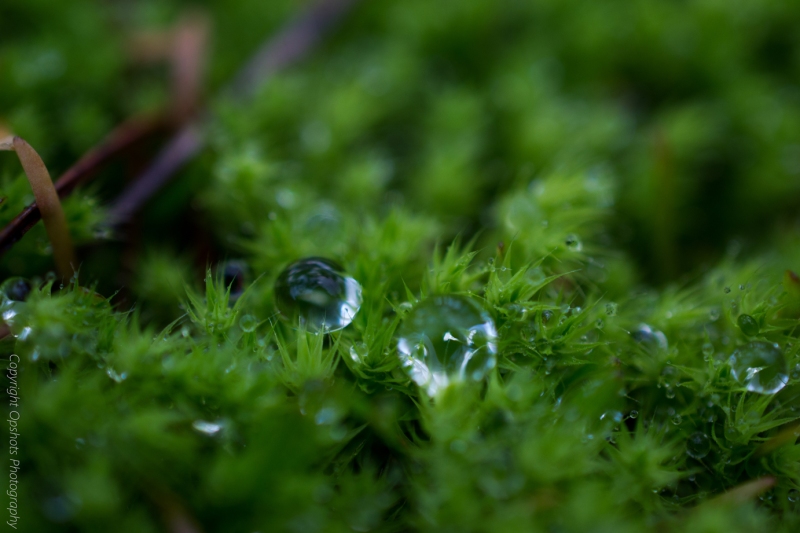 Glistening dew bubbles on moss @Mount Alexander